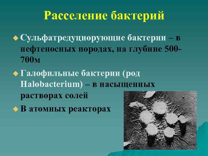 Расселение бактерий u Сульфатредуциорующие бактерии –в нефтеносных породах, на глубине 500700 м u Галофильные