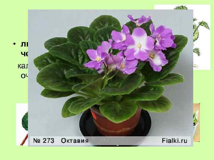 Лист • листовыми черенками; каланхоэ, бегония, очиток, фиалка 