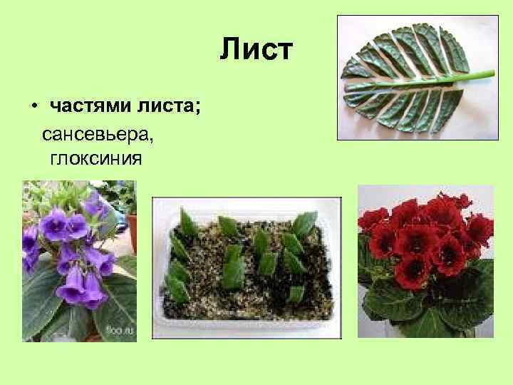 Лист • частями листа; сансевьера, глоксиния 