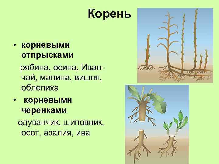 Корень • корневыми отпрысками рябина, осина, Иванчай, малина, вишня, облепиха • корневыми черенками одуванчик,