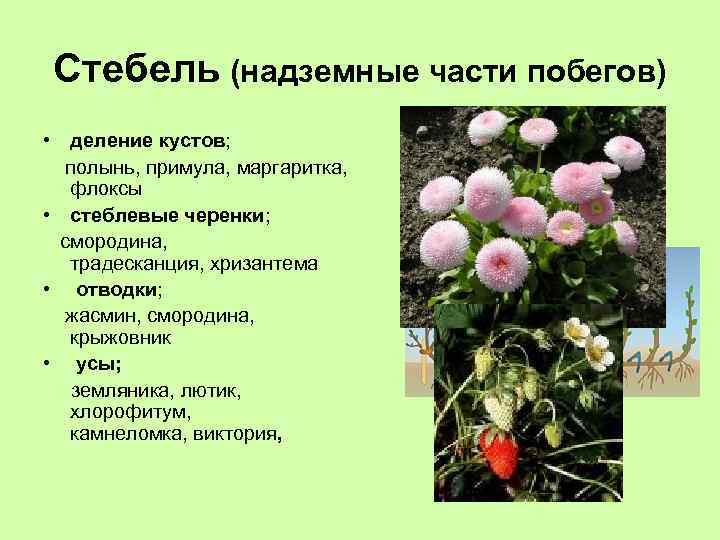 Стебель (надземные части побегов) • деление кустов; полынь, примула, маргаритка, флоксы • стеблевые черенки;
