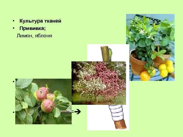  • Культура тканей • Прививка; Лимон, яблоня • Привой ==== • Подвой ====
