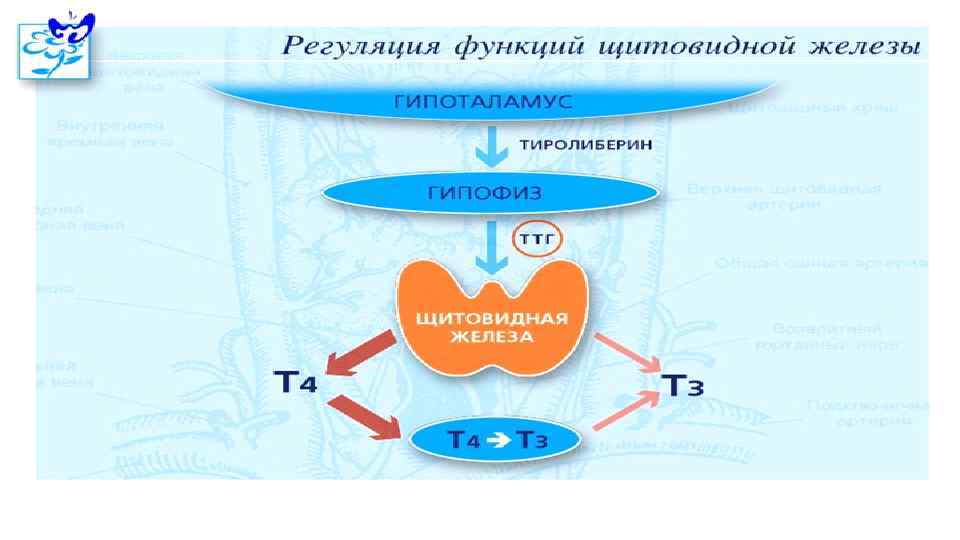 Rusderm. Ru 