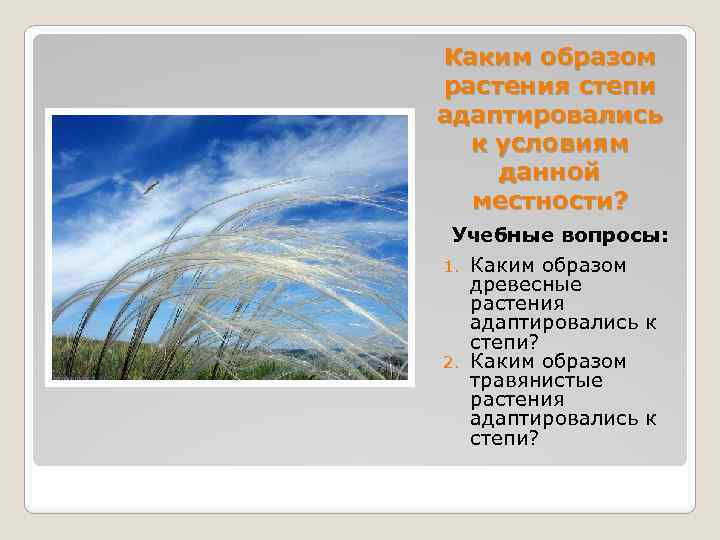 Каким образом растения степи адаптировались к условиям данной местности? Учебные вопросы: 1. Каким образом