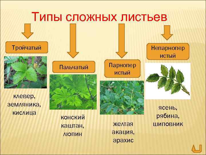 Типы сложных листьев Тройчатый Непарнопер истый Пальчатый клевер, земляника, кислица конский каштан, люпин Парнопер