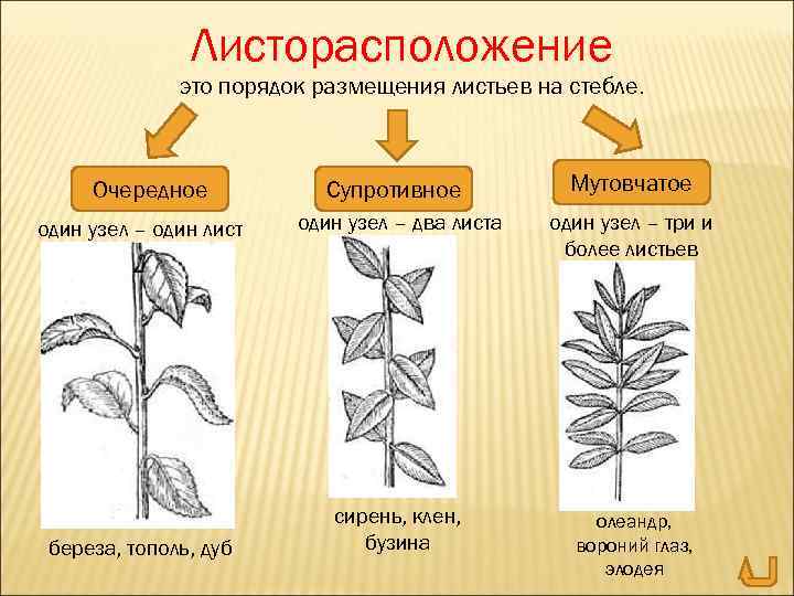 Листорасположение это порядок размещения листьев на стебле. Супротивное Мутовчатое один узел – один лист