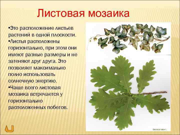 Листовая мозаика • Это расположение листьев растений в одной плоскости. • Листья расположены горизонтально,