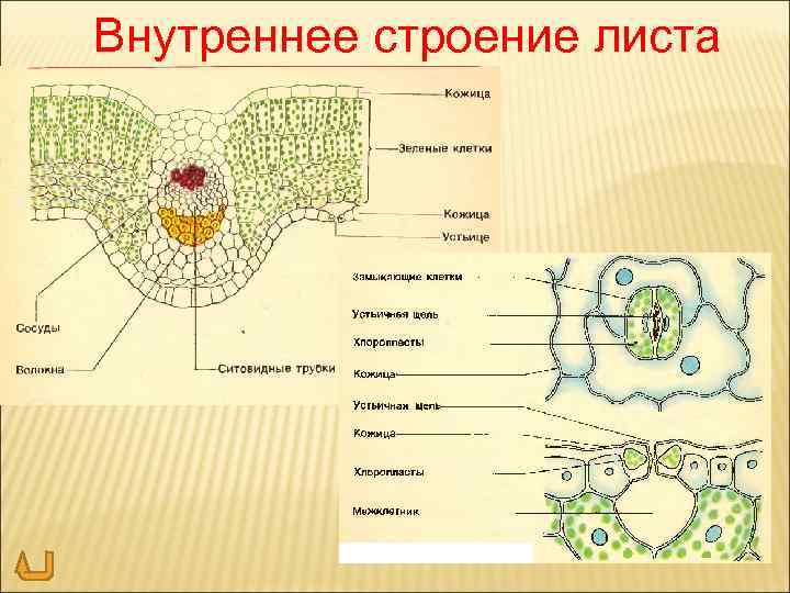 Внутреннее строение листа 