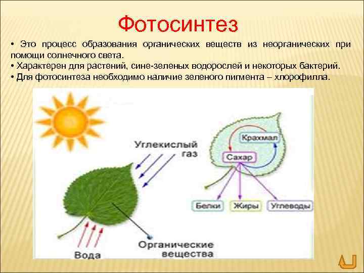 Фотосинтез • Это процесс образования органических веществ из неорганических при помощи солнечного света. •