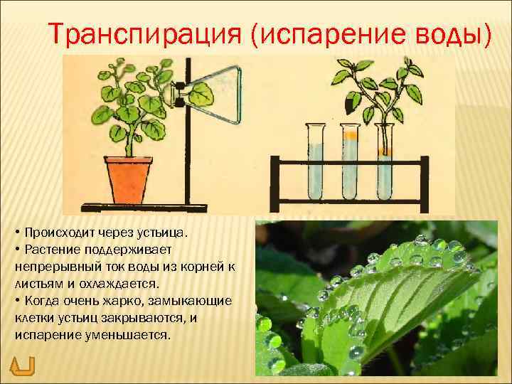 Транспирация (испарение воды) • Происходит через устьица. • Растение поддерживает непрерывный ток воды из