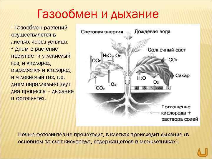 Газообмен и дыхание • Газообмен растений осуществляется в листьях через устьица. • Днем в