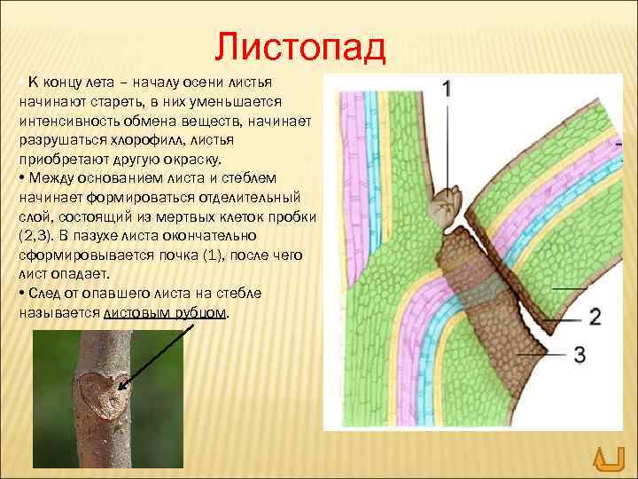 Листопад • К концу лета – началу осени листья начинают стареть, в них уменьшается