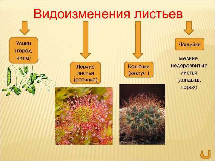 Видоизменения листьев Усики (горох, чина) Чешуйки Ловчие листья (росянка) Колючки (кактус ) мелкие, недоразвитые