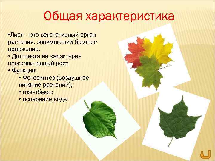 Общая характеристика • Лист – это вегетативный орган растения, занимающий боковое положение. • Для
