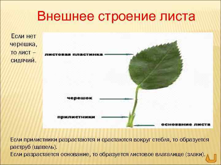 Внешнее строение листа Если нет черешка, то лист – сидячий. Если прилистники разрастаются и