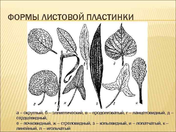 ФОРМЫ ЛИСТОВОЙ ПЛАСТИНКИ а – округлый, б – эллиптический, в – продолговатый, г –