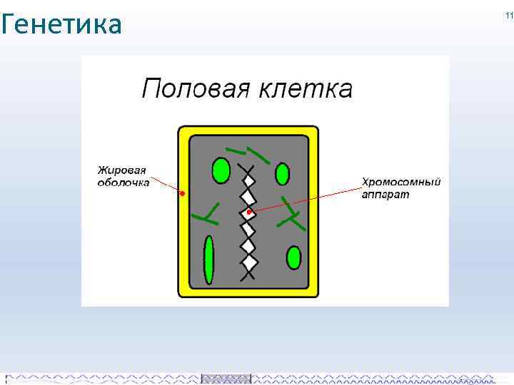 Генетика 11 