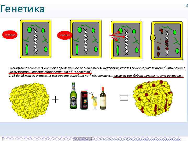 Генетика 12 