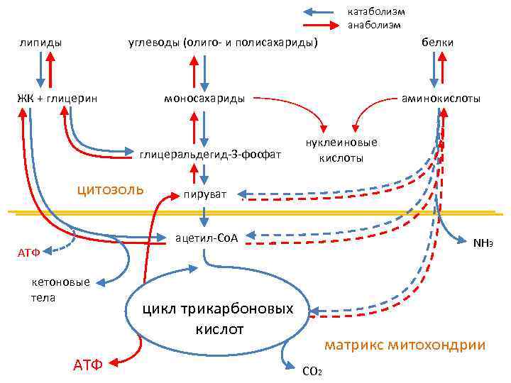 катаболизм анаболизм липиды углеводы (олиго- и полисахариды) ЖК + глицерин моносахариды глицеральдегид-3 -фосфат цитозоль