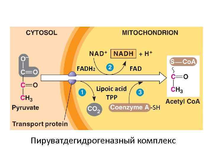 FADH 2 FAD Lipoic acid TPP -SH Пируватдегидрогеназный комплекс 