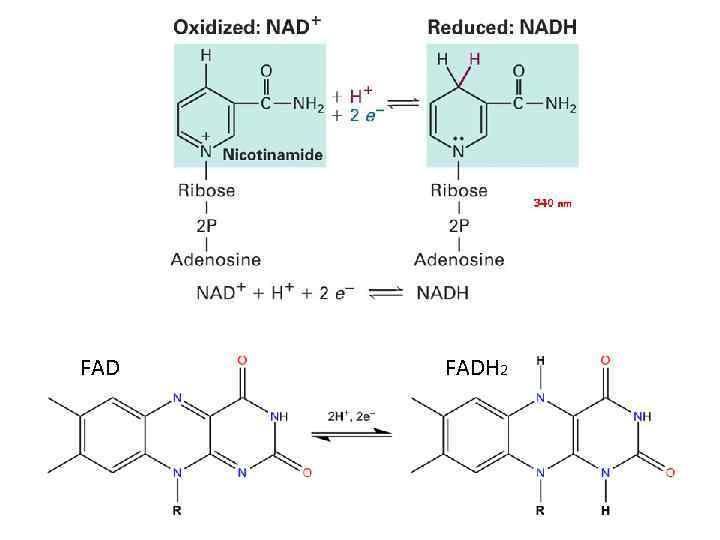 FAD FADH 2 