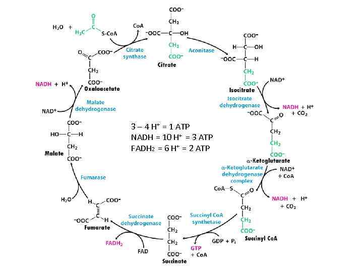 3 – 4 H+ = 1 ATP NADH = 10 H+ = 3 ATP