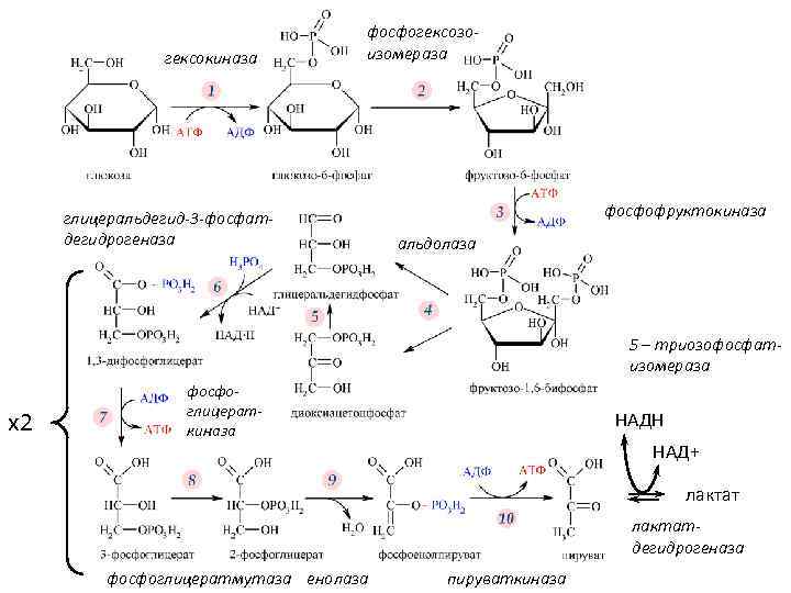 гексокиназа фосфогексозоизомераза глицеральдегид-3 -фосфатдегидрогеназа фосфофруктокиназа альдолаза 5 – триозофосфатизомераза х2 фосфоглицераткиназа НАДН НАД+ лактатдегидрогеназа