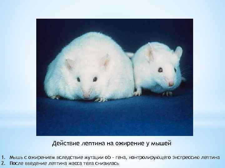Действие лептина на ожирение у мышей 1. Мышь с ожирением вследствие мутации оb –