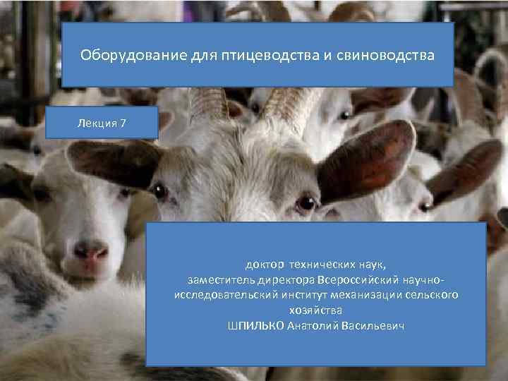 Оборудование для птицеводства и свиноводства Лекция 7 доктор технических наук, заместитель директора Всероссийский научноисследовательский