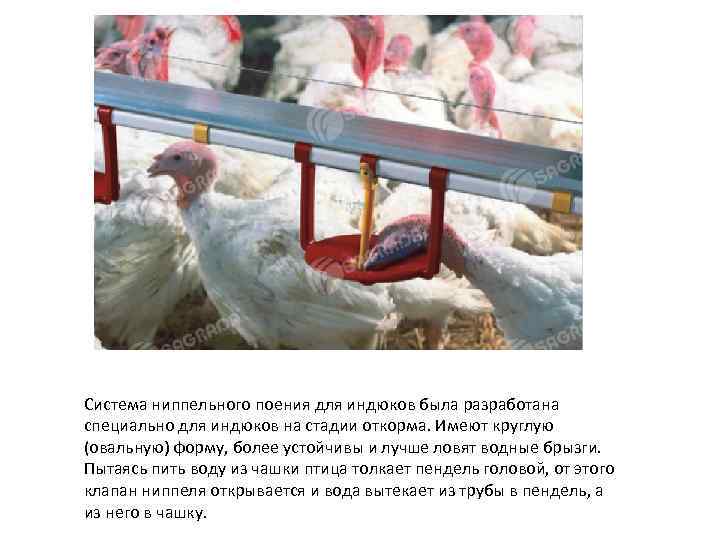 Система ниппельного поения для индюков была разработана специально для индюков на стадии откорма. Имеют