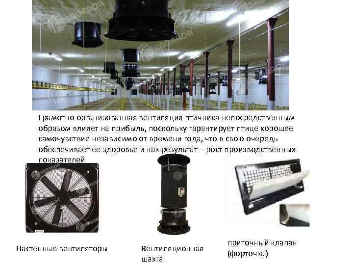 Грамотно организованная вентиляция птичника непосредственным образом влияет на прибыль, поскольку гарантирует птице хорошее самочувствие
