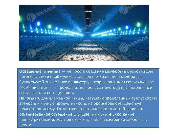 Освещение птичника — не просто создание комфортных условий для поголовья, но и необходимая вещь