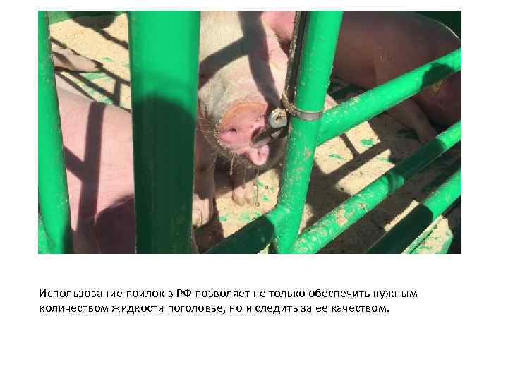 Использование поилок в РФ позволяет не только обеспечить нужным количеством жидкости поголовье, но и