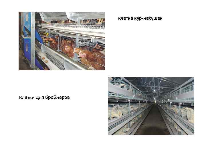 клетка кур-несушек Клетки для бройлеров 