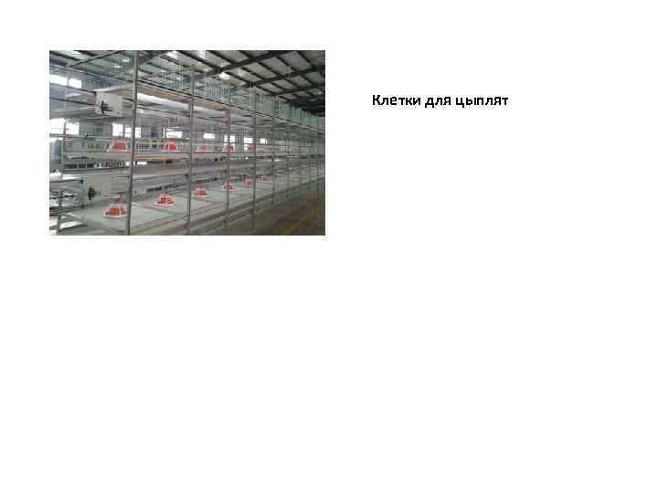 Клетки для цыплят 