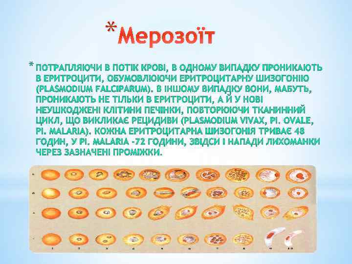 * Мерозоїт * 
