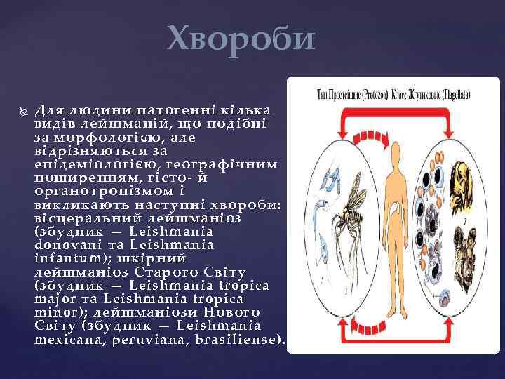 Хвороби Для людини патогенні кілька видів лейшманій, що подібні за морфологією, але відрізняються за