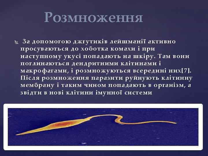 Розмноження За допомогою джгутиків лейшманії активно просуваються до хоботка комахи і при наступному укусі
