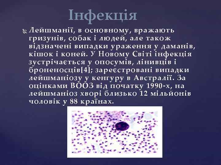 Інфекція Лейшманії, в основному, вражають гризунів, собак і людей, але також відзначені випадки ураження