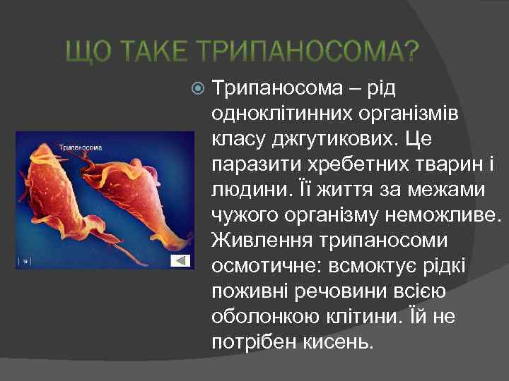  Трипаносома – рід одноклітинних організмів класу джгутикових. Це паразити хребетних тварин і людини.