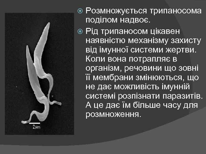 Розмножується трипаносома поділом надвоє. Рід трипаносом цікавен наявністю механізму захисту від імунної системи жертви.