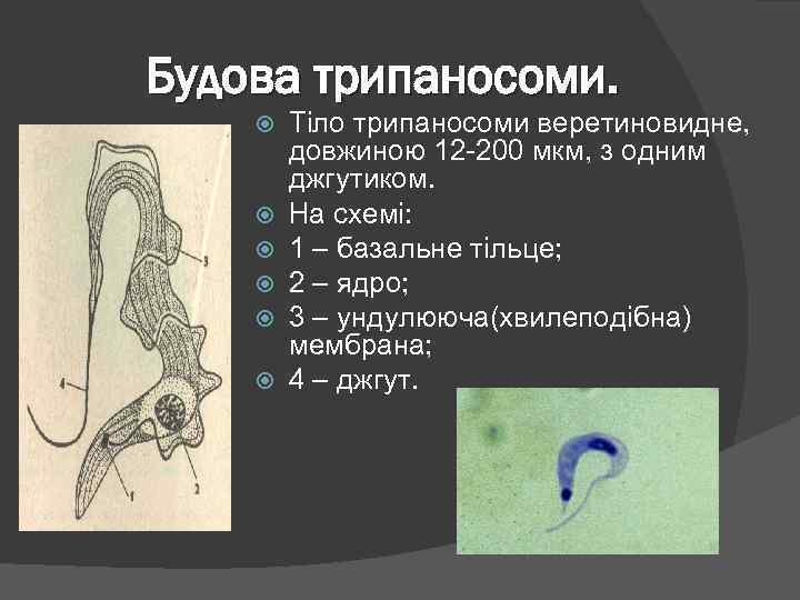 Будова трипаносоми. Тіло трипаносоми веретиновидне, довжиною 12 -200 мкм, з одним джгутиком. На схемі: