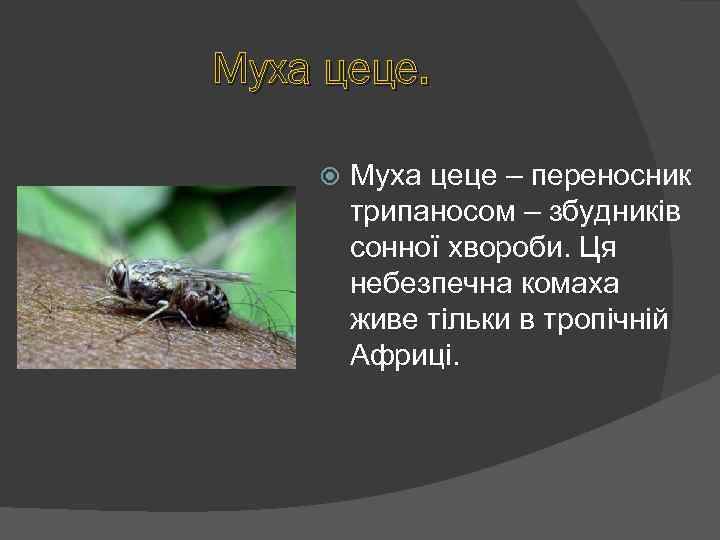 Муха цеце – переносник трипаносом – збудників сонної хвороби. Ця небезпечна комаха живе тільки