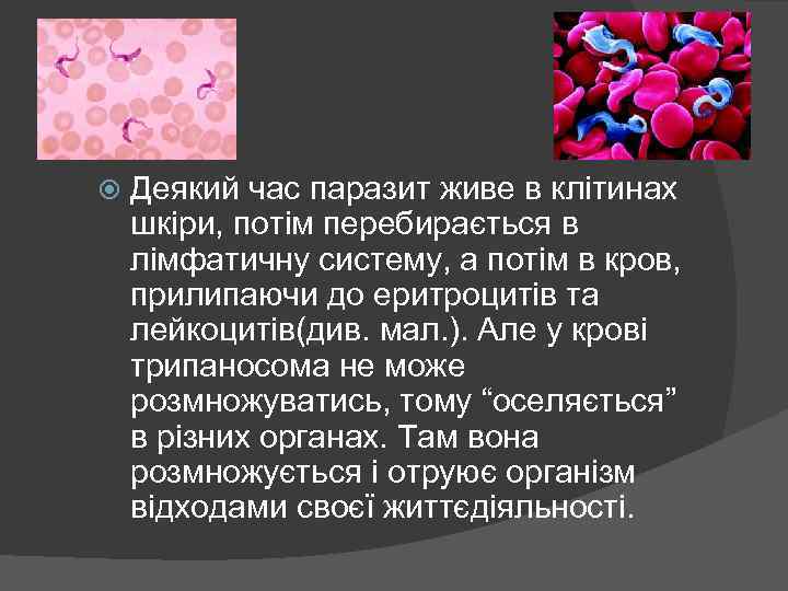  Деякий час паразит живе в клітинах шкіри, потім перебирається в лімфатичну систему, а