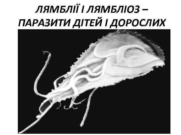 ЛЯМБЛІЇ І ЛЯМБЛІОЗ – ПАРАЗИТИ ДІТЕЙ І ДОРОСЛИХ 