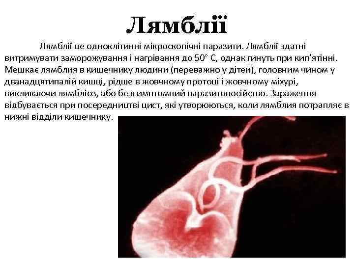 Лямблії це одноклітинні мікроскопічні паразити. Лямблії здатні витримувати заморожування і нагрівання до 50° С,