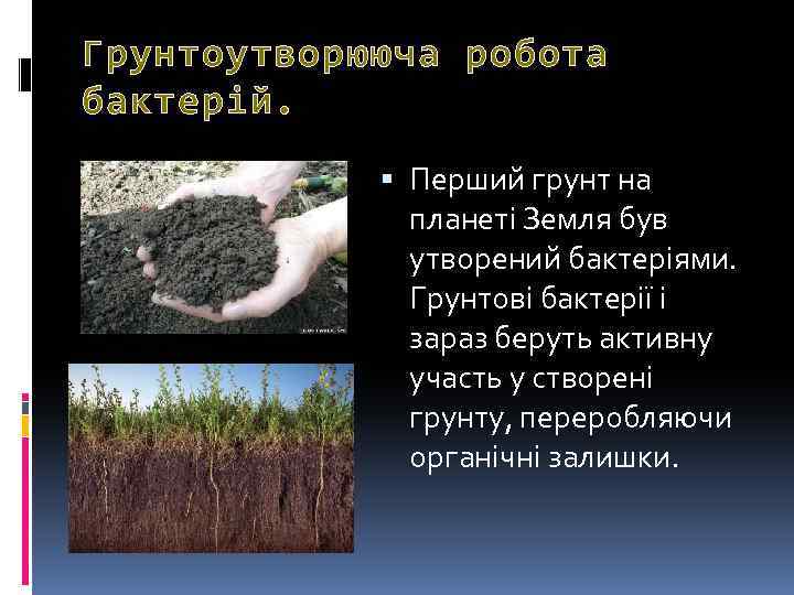 Грунтоутворююча робота бактерій. Перший грунт на планеті Земля був утворений бактеріями. Грунтові бактерії і