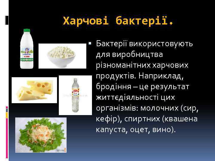 Харчові бактерії. Бактерії використовують для виробництва різноманітних харчових продуктів. Наприклад, бродіння – це результат