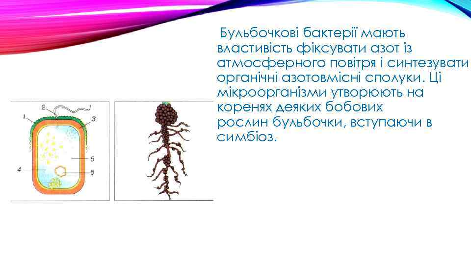 Бульбочкові бактерії мають властивість фіксувати азот із атмосферного повітря і синтезувати органічні азотовмісні сполуки.