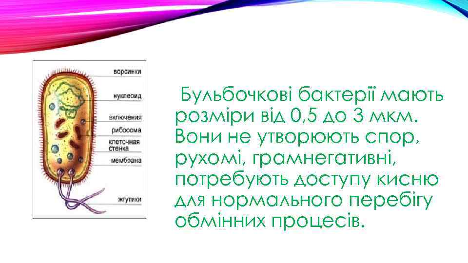 Бульбочкові бактерії мають розміри від 0, 5 до 3 мкм. Вони не утворюють спор,